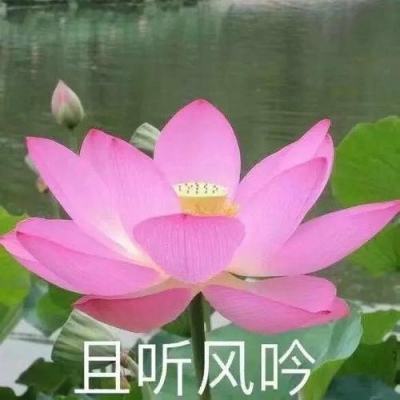 上海浦东美术馆首个女性艺术家个展“曹斐：潮汐宙合”启幕